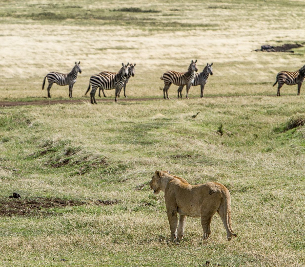 eight days Tanzania safari royal tour 4